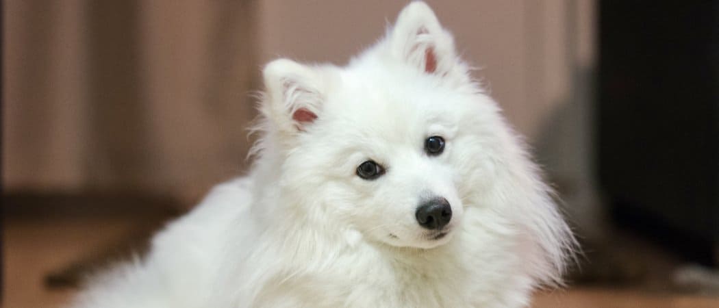 Japanese Spitz Dog Breed Complete Guide Az Animals