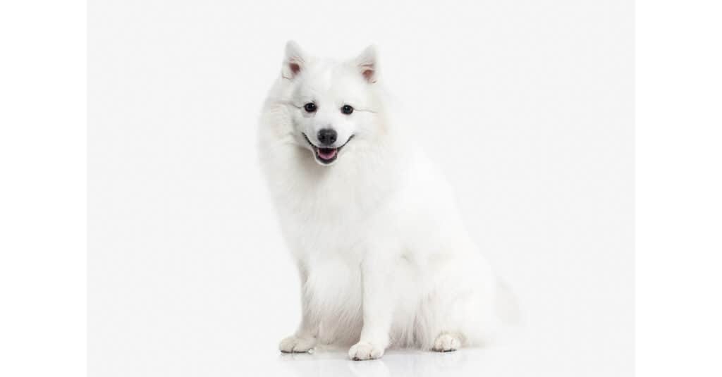 Picture of clearance japanese spitz