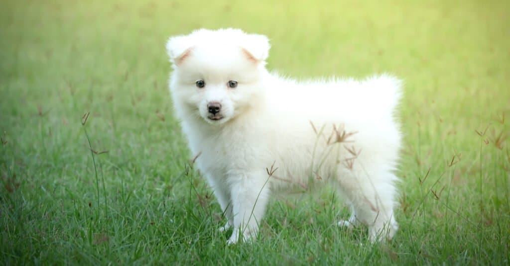 Japanese spitz hot sale images