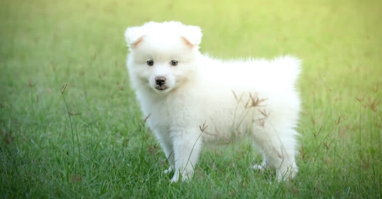 Japanese spitz- puppy