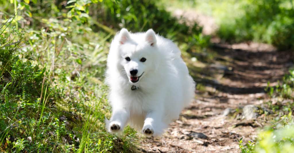 The Japanese spitz is eager to please and easy to train.