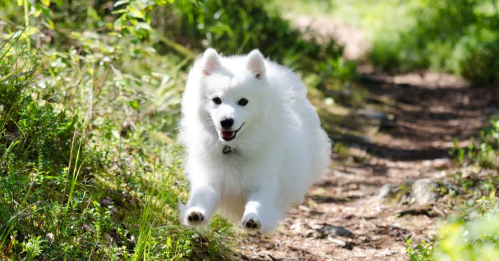 Japanese spitz hot sale samoyed