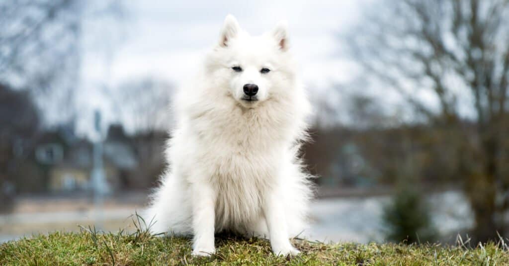 do japanese spitz shed a lot of hair