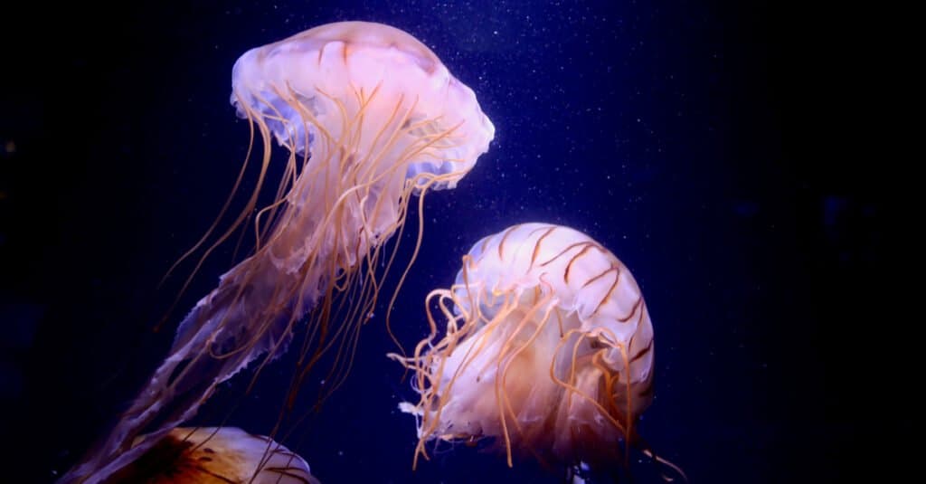 Animals that glow – jellyfish