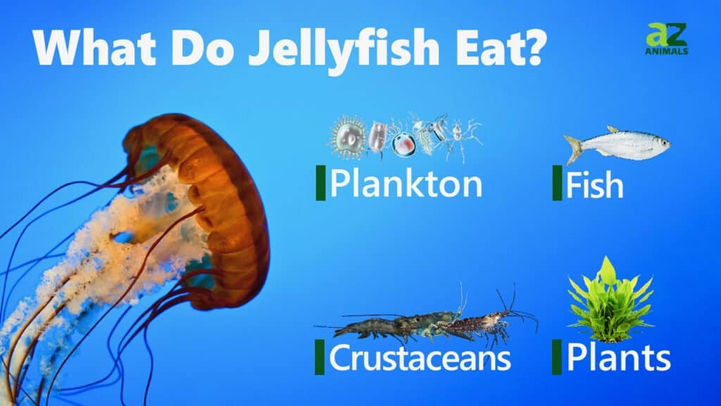 what jellyfish eat