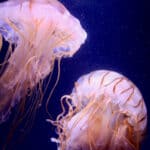 Used for self-defense and luring its prey, the jellyfish lights up waters all over the world.