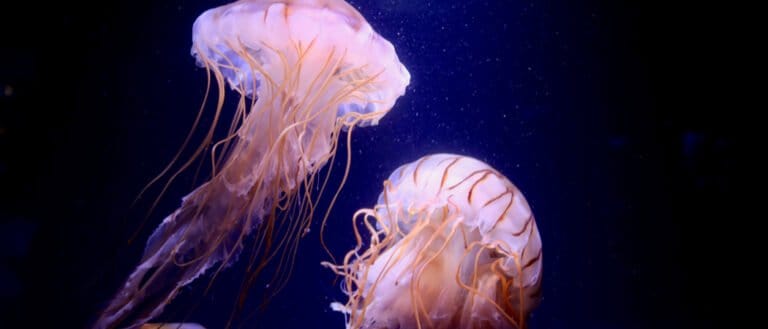 Animals that glow – jellyfish