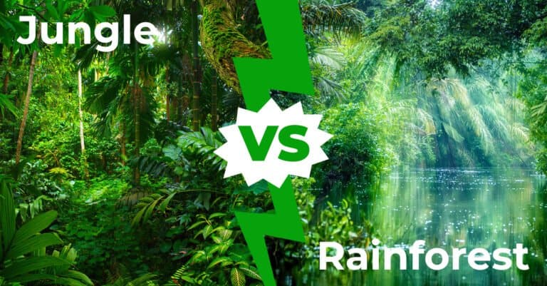 Jungle vs Rainforest
