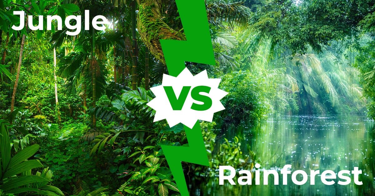 Jungle vs Rainforest: 6 Key Differences - AZ Animals