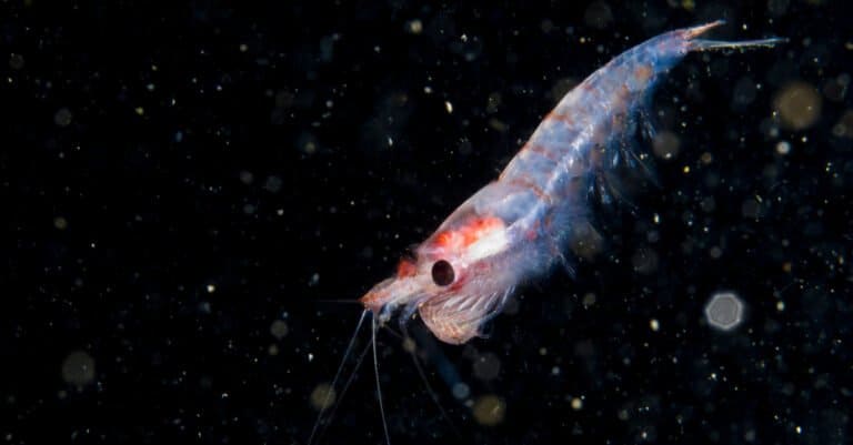 Animals that glow – krill