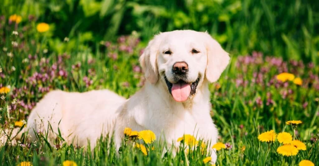 Chesapeake Bay Retriever vs Labrador Retriever