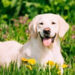 Friendly, loving and tolerant, the Labrador Retriever is a popular family dog.