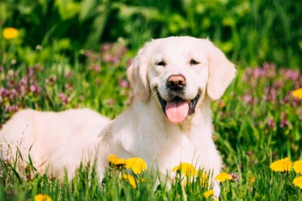 Friendly, loving and tolerant, the Labrador Retriever is a popular family dog.