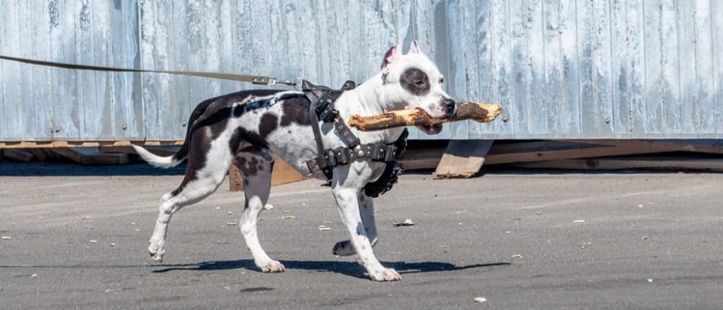 Best Leather Dog Harness