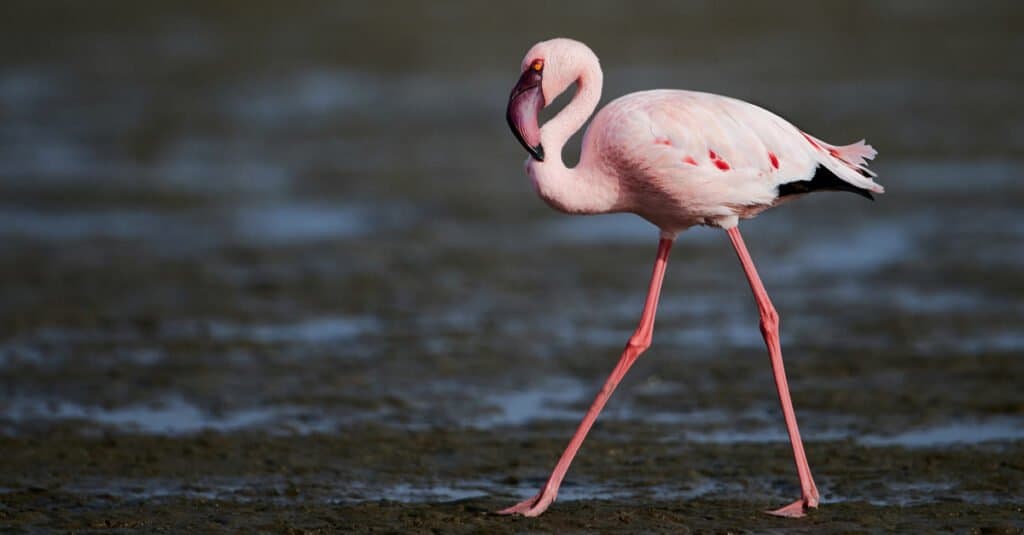 Animals that live near volcanos – lesser flamingo