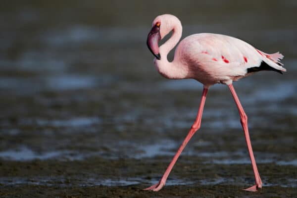 75% of the world's lesser flamingoes live in Lake Natron in Tanzania, which is deadly and near one of Africa's most active volcanoes. 