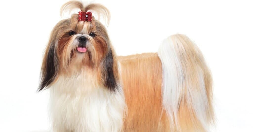 Lhasa Apso on a white background.