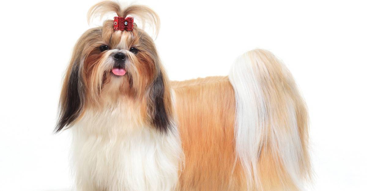 Lhasa apso food clearance allergies