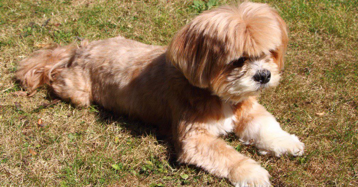 Lhasa Apso lying down on the grass in a garden.