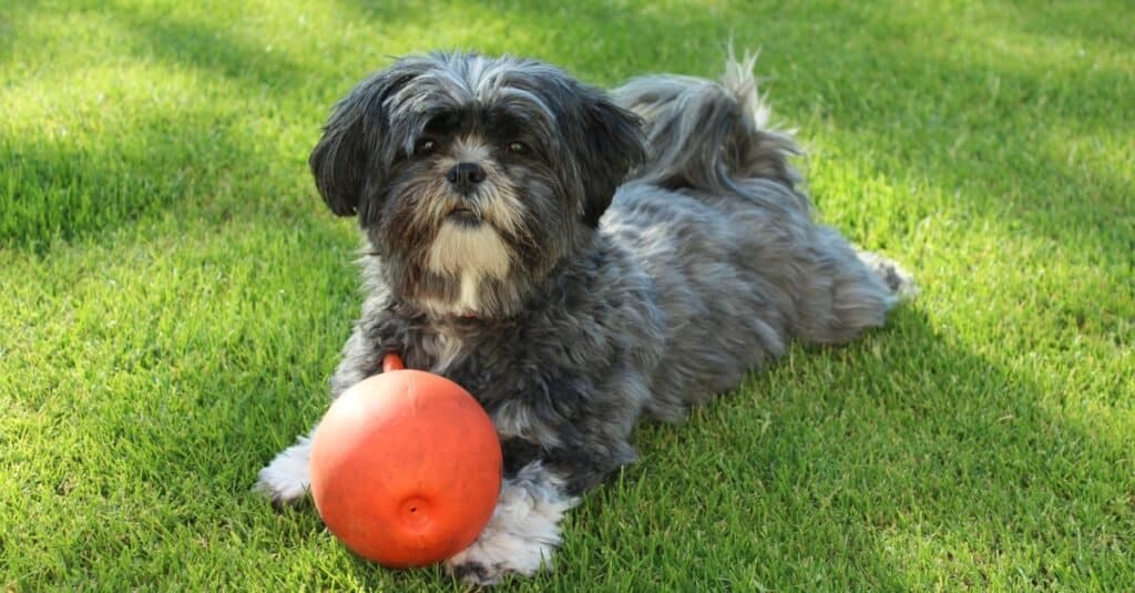 Lhasa Apso playing with a ball in the garden.