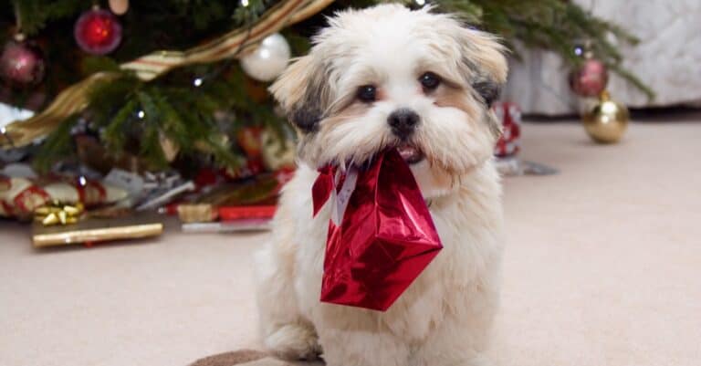 Cute Lhasa Apso puppy at Christmas.