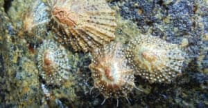 Animals that lives near volcano – limpet