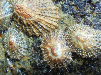 Limpet Picture