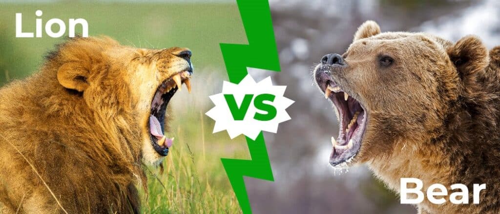 Lion vs Bear