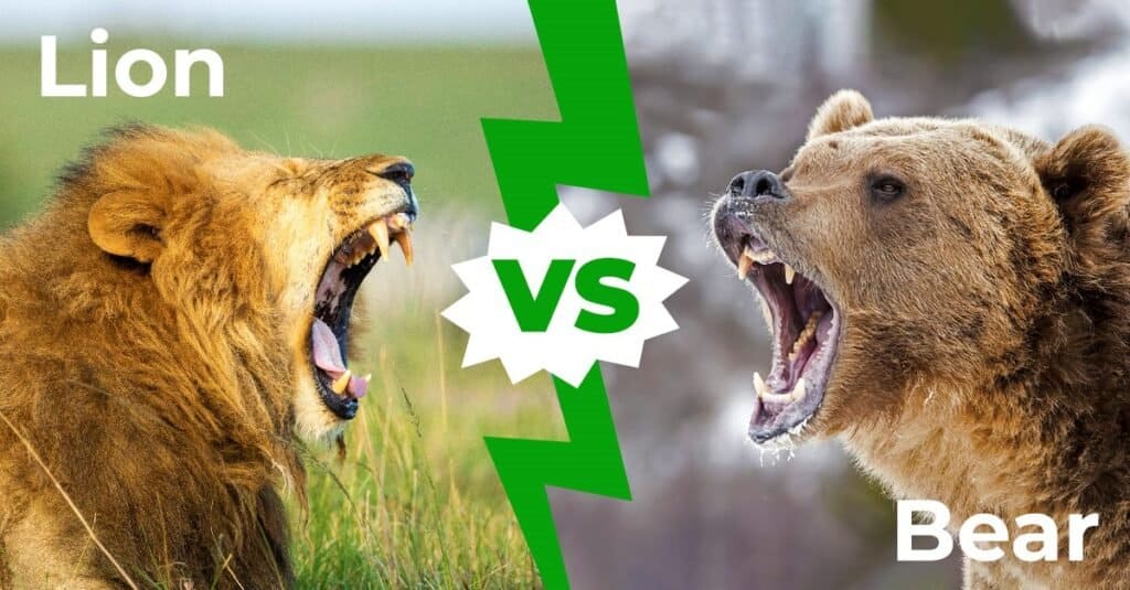 Lion vs Bear