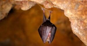 Discover Hellhole Cave and the Endangered Bats That Live Within Picture