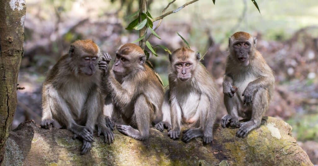 Long-tailed macaques sitting on a limb