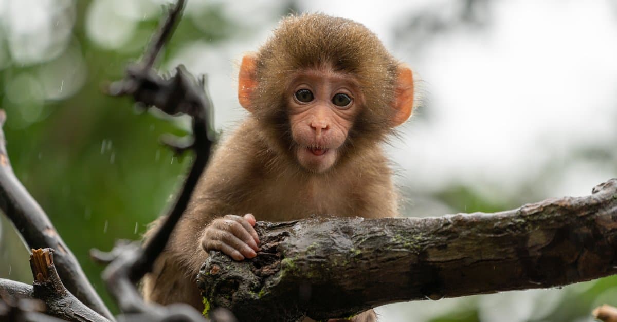 Animals that build things like humans – non-human primates