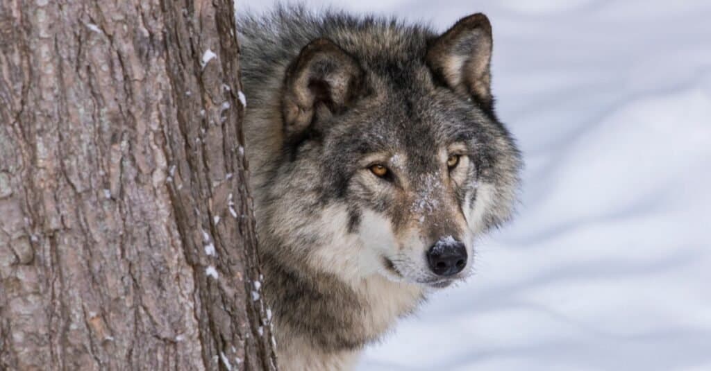 Close-up of Mackenzie Wolf in winter.