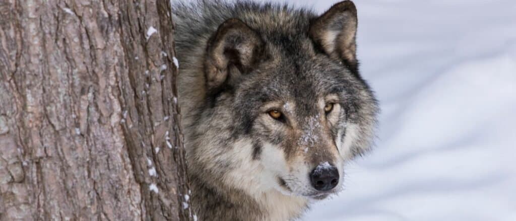Mackenzie Wolf in the winter