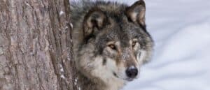 Mackenzie Valley Wolf photo