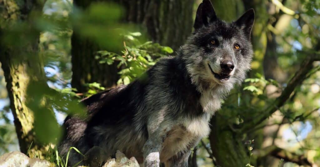 Mackenzie wolf, Northwest wolf (Canis lupus occidentalis) standing in the forest, looking down from a rock.