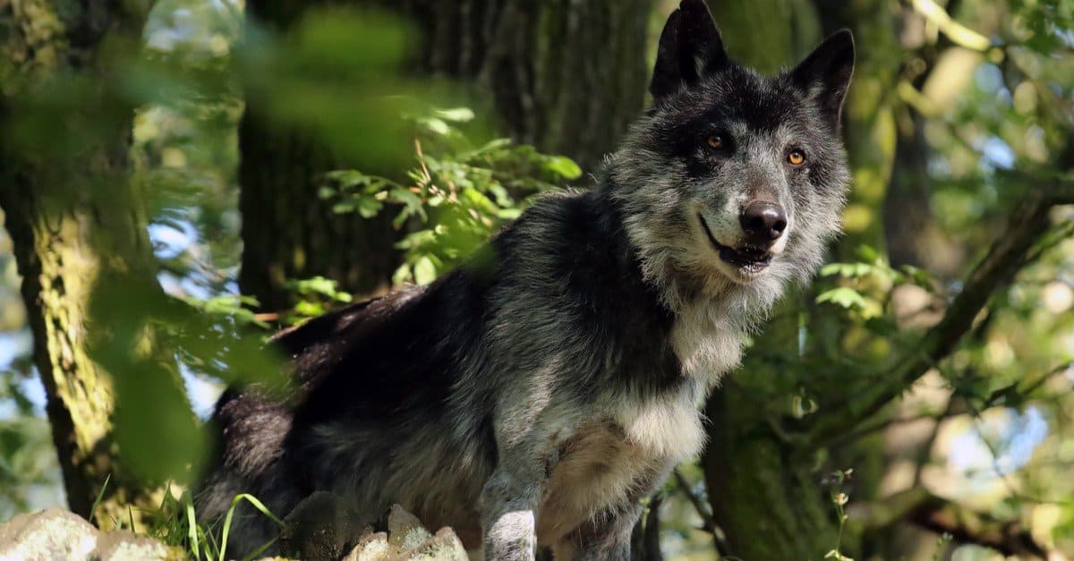 The Mackenzie Wolf, northwestern wolf (Canis lupus occidentalis) standing in the forest and looking down from the rock.