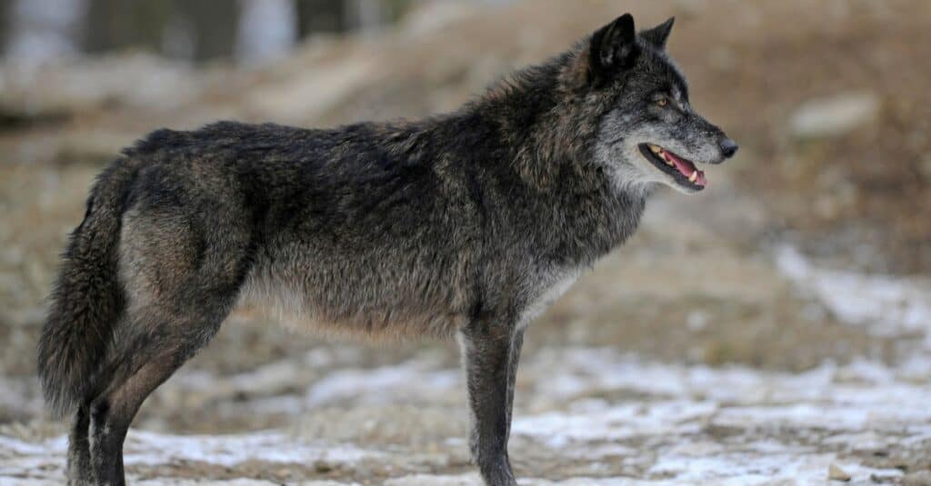 Mackenzie Wolf standing in the forest.