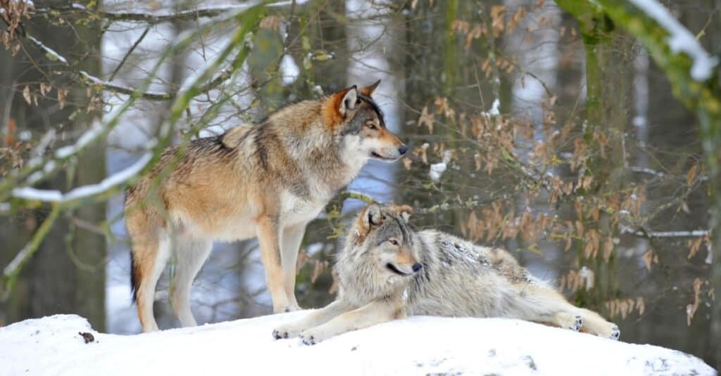 mackenzie valley wolf pup