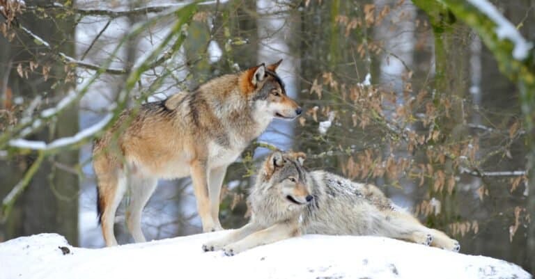 Mackenzie Valley Wolf, two wolves in the snow.
