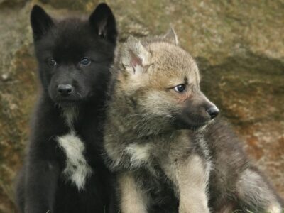 Mackenzie Wolf Animal Facts | Canis lupus occidentalis | AZ Animals