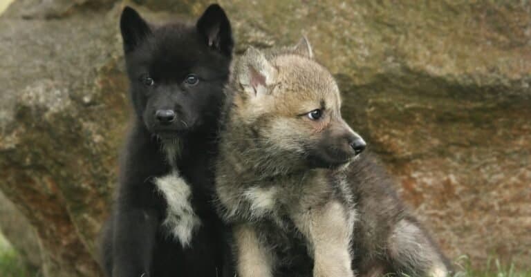 Two gray Mackenzie wolf puppies (Canis lupus occidentalis) also called timber wolf sitting before a rock.