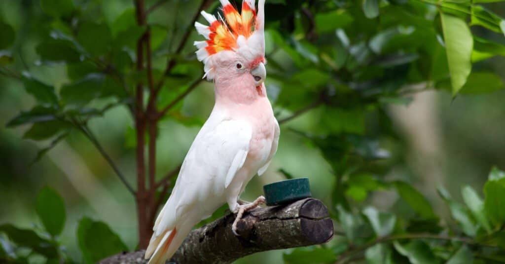 Oldest birds of all time - Major Mitchell's Cockatoo 