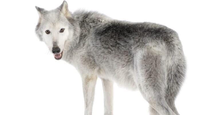 Mackenzie Valley Wolf (8 years) - Canis lupus occidentalis in front of a white background
