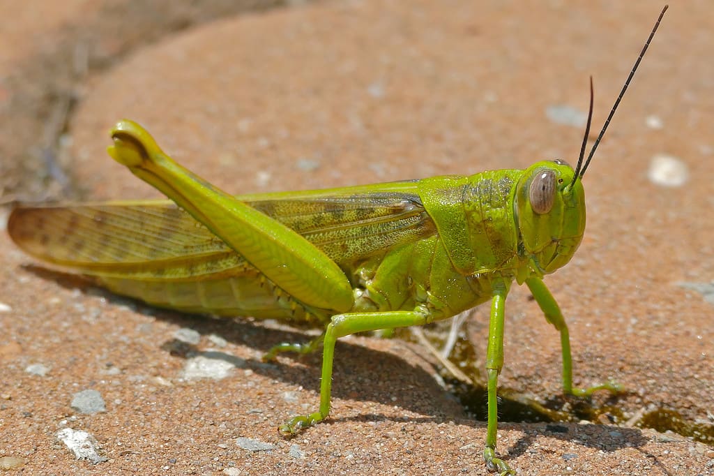 Javanese Grasshopper (Valanga nigricornis)