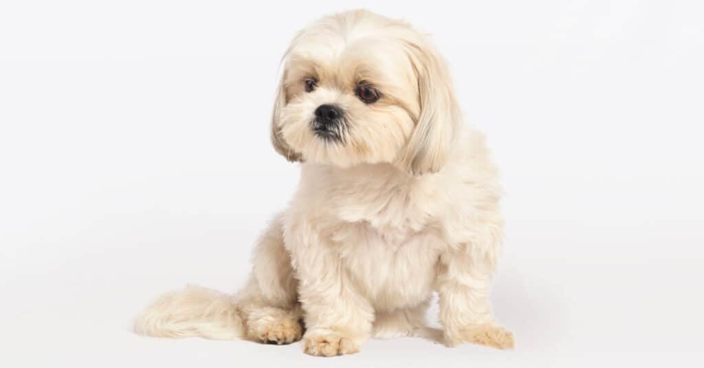 maltese shih tzu brown