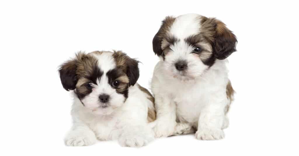 Shih tzu hot sale cross maltese