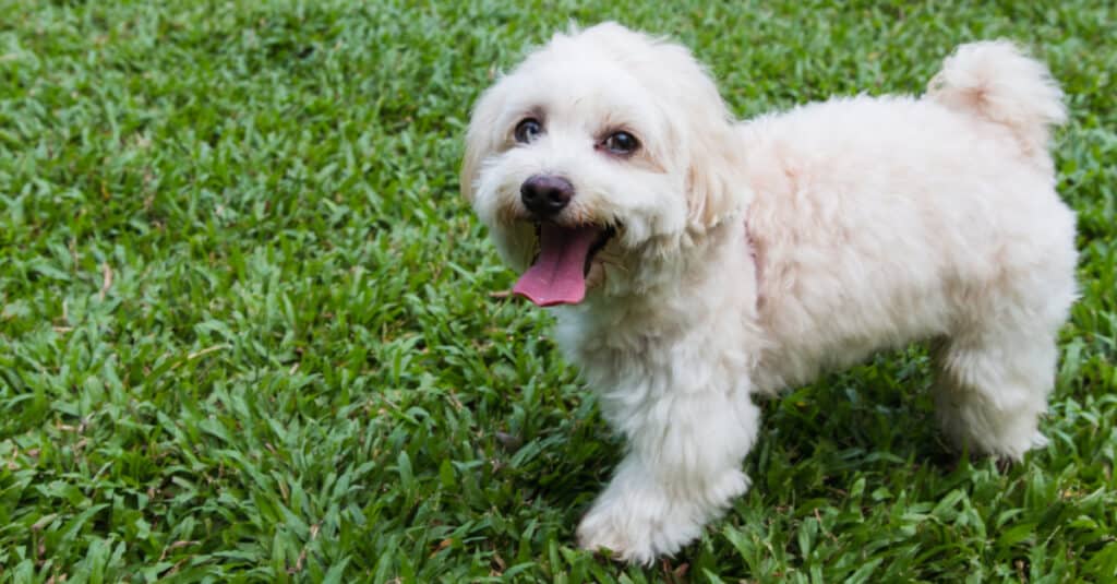 Adult Maltese Shih Tzu Mix