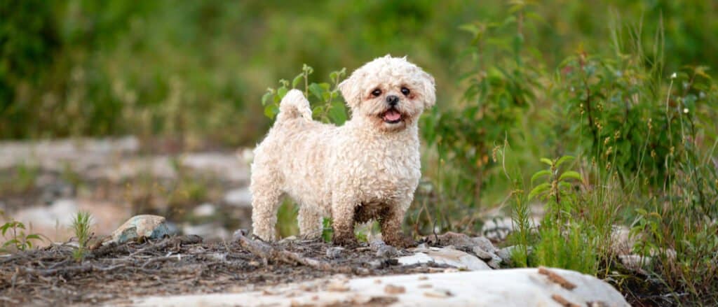 Shih tzu maltese poodle 2024 mix