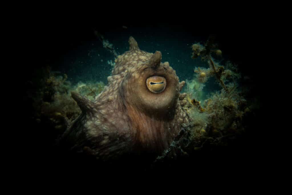 Maori octopus 